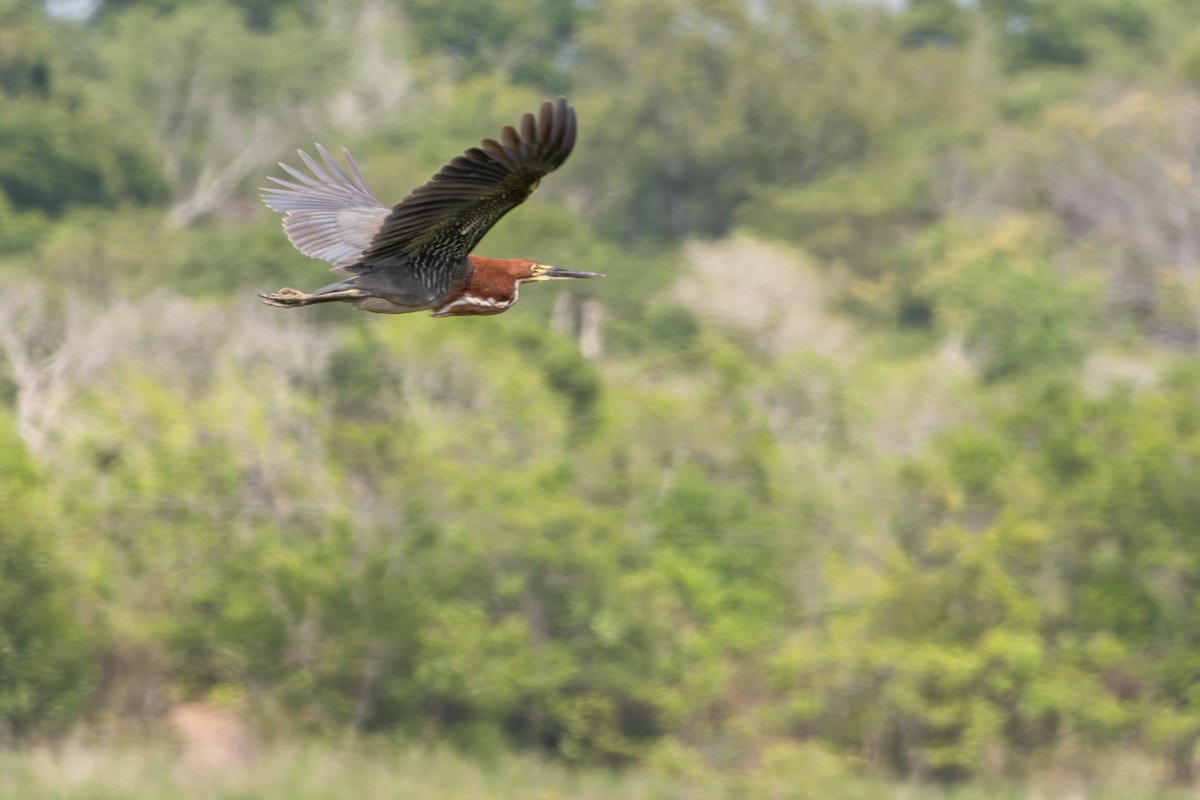 Avetigre Colorada - ML646804897