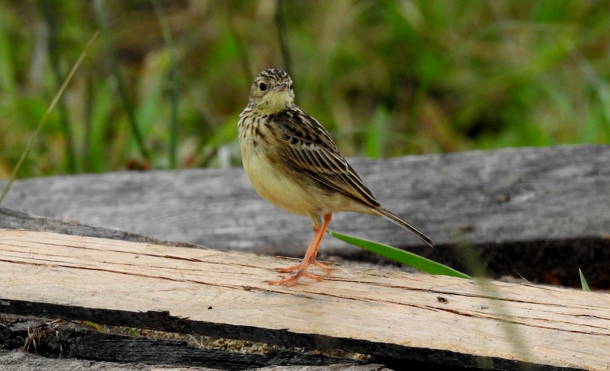 Savannenpieper - ML646804898