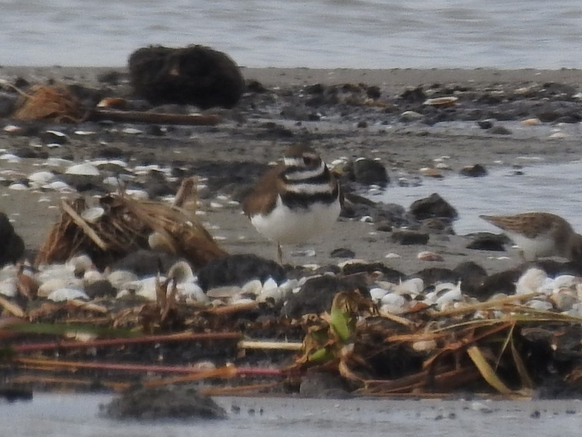 Killdeer - ML646804899