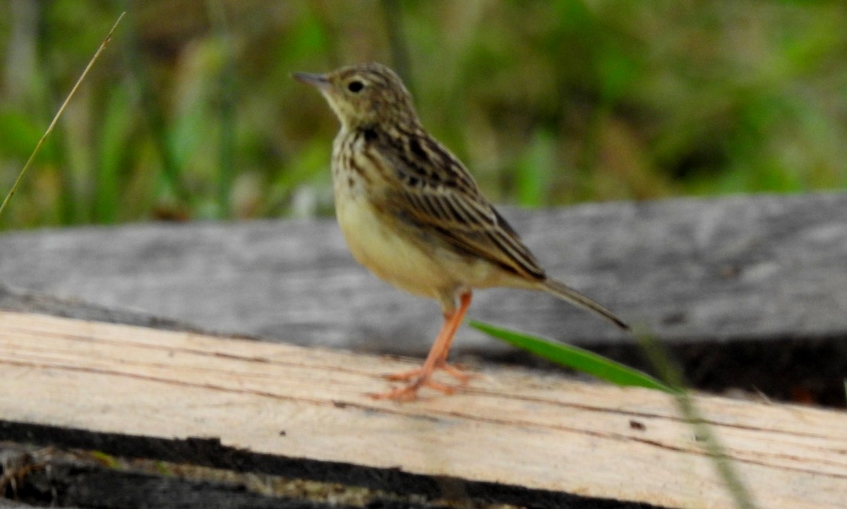 Savannenpieper - ML646804900