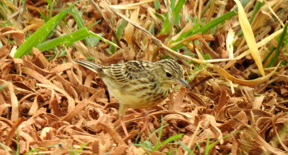 Щеврик пампасовий - ML646804901