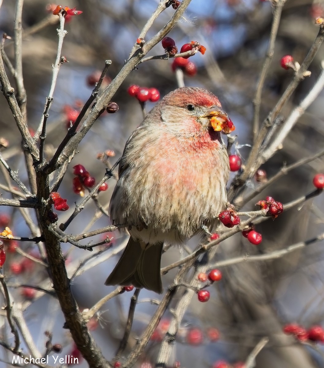 Чечевиця садова - ML646804902