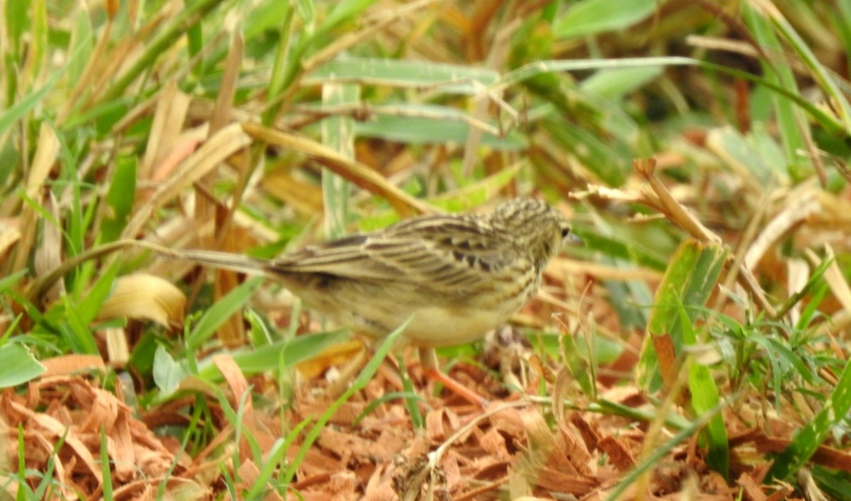 Щеврик пампасовий - ML646804903