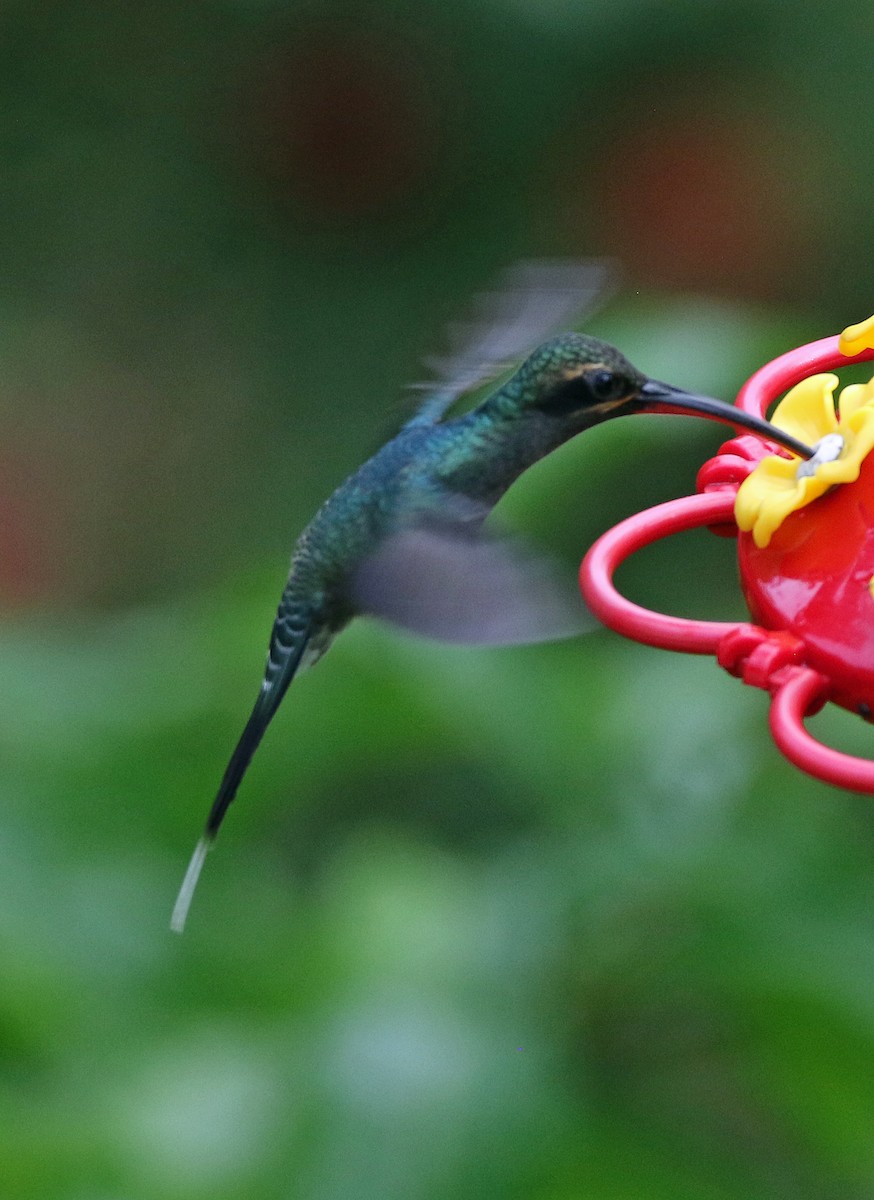 Grünschattenkolibri - ML646804904