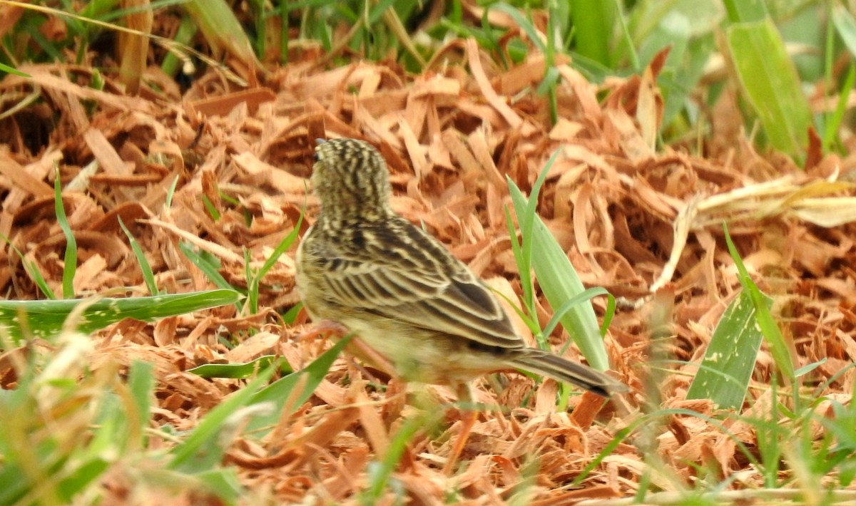 Щеврик пампасовий - ML646804905