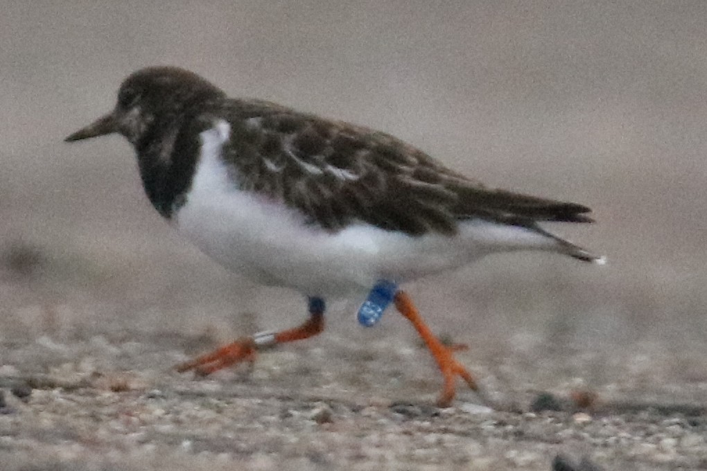 Крем'яшник звичайний - ML646804906