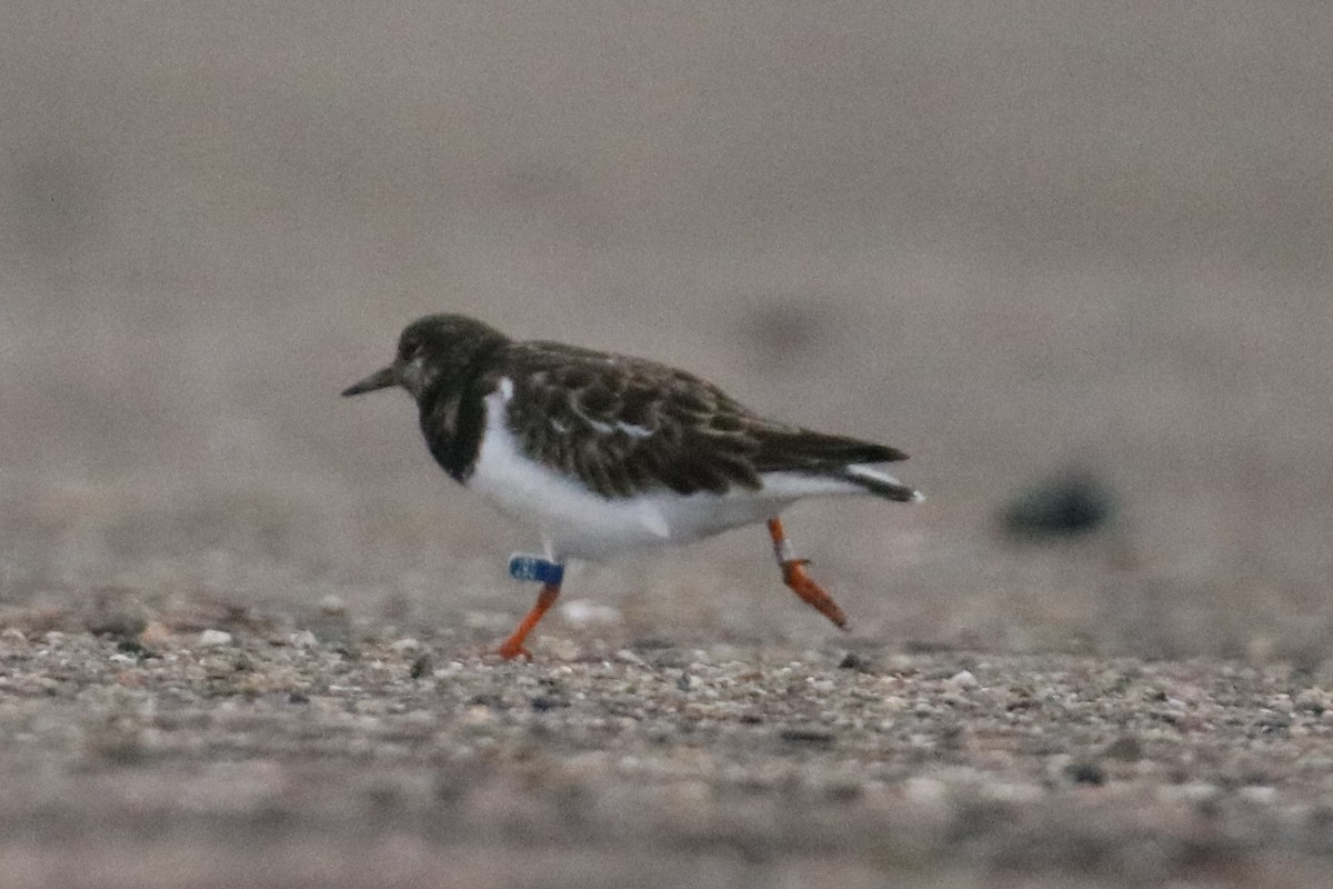 Крем'яшник звичайний - ML646804907