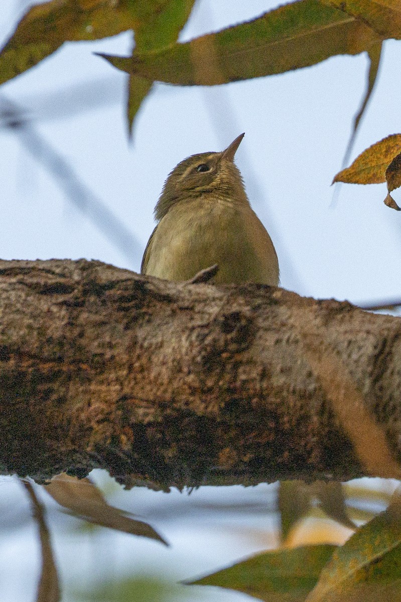 Black-throated Blue Warbler - ML646804908