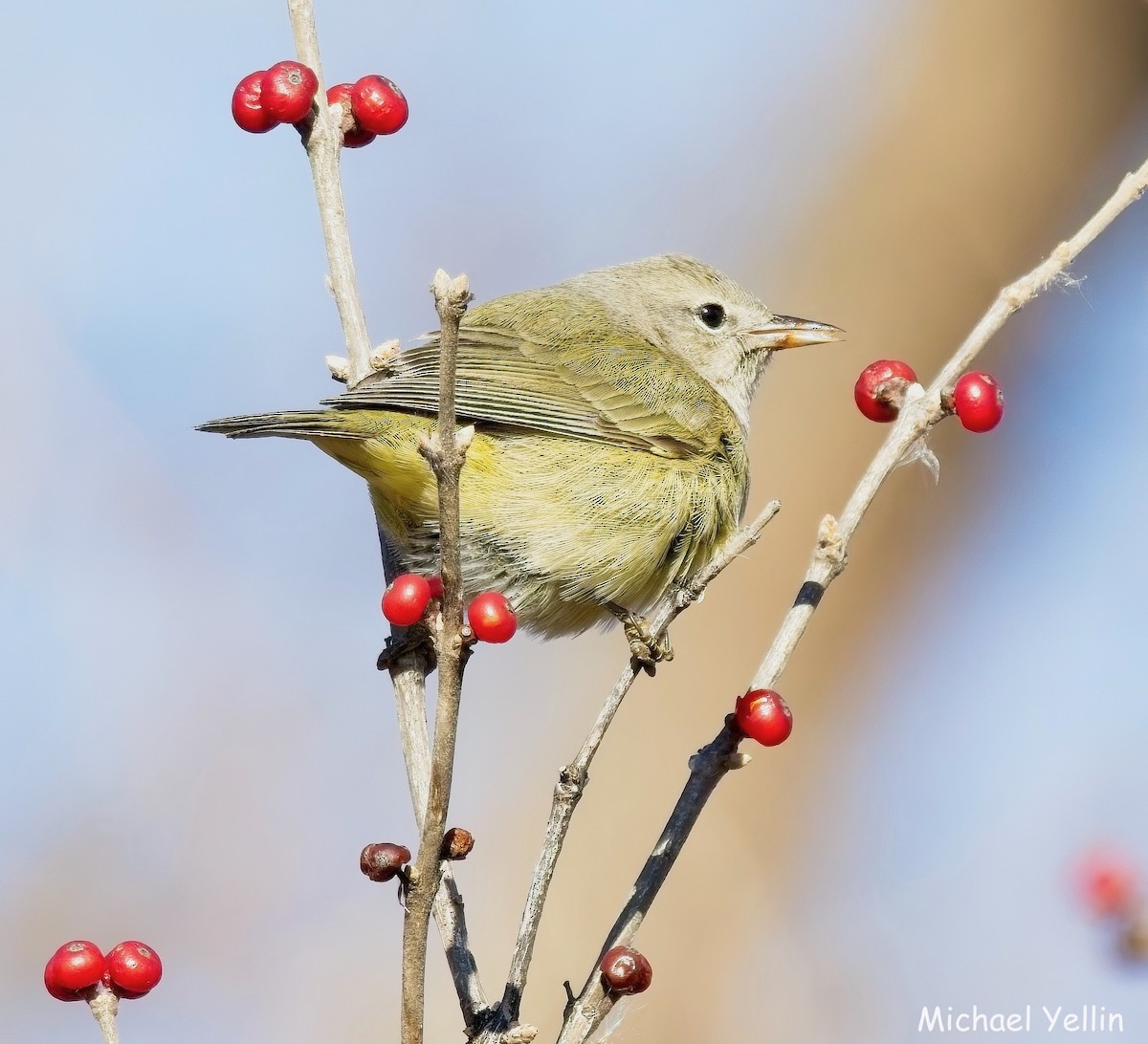 Червоїд оливковий - ML646804909