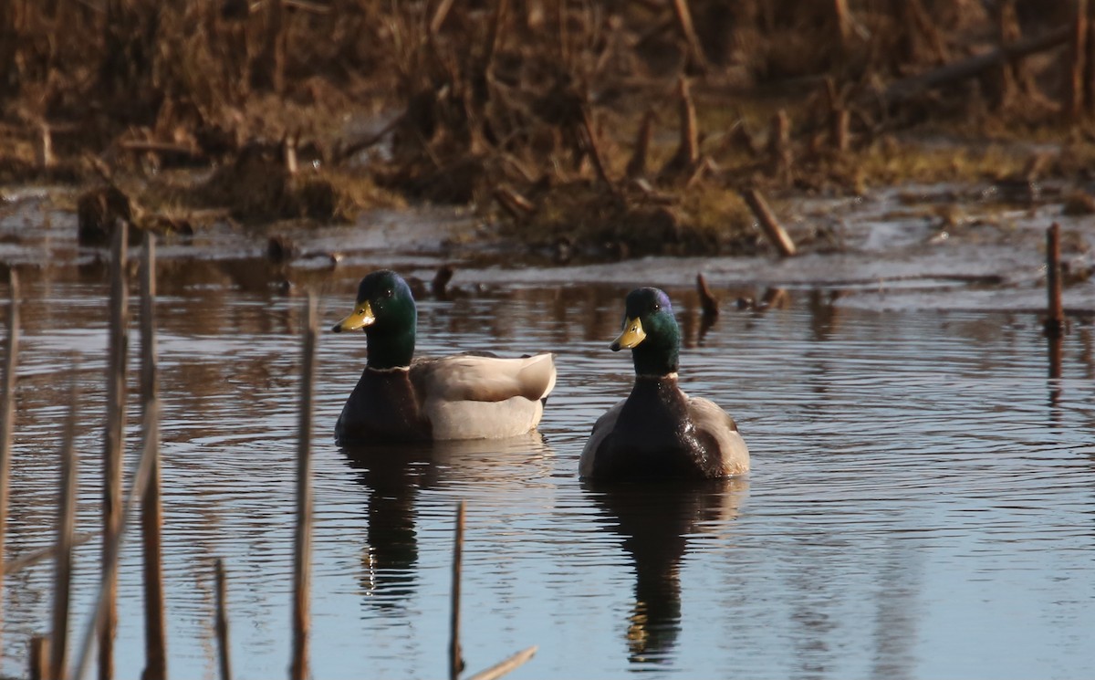 Крижень звичайний - ML646804910