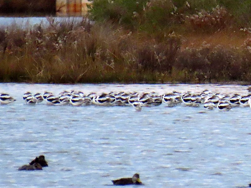 Чоботар американський - ML646804911