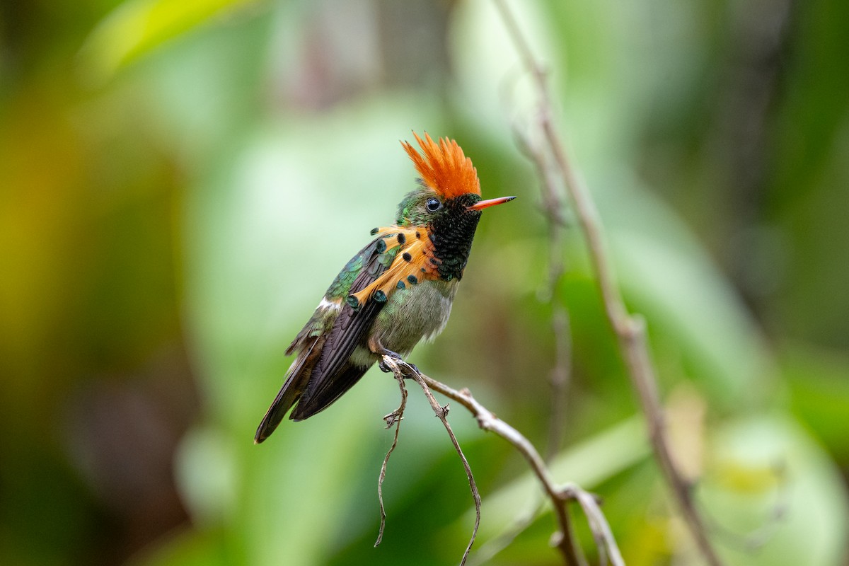 Колібрі-кокетка золотовусий - ML646804912