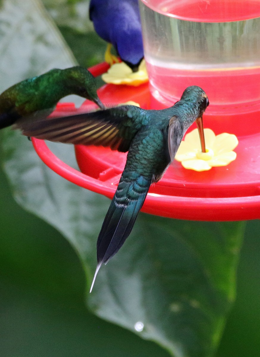 Grünschattenkolibri - ML646804913