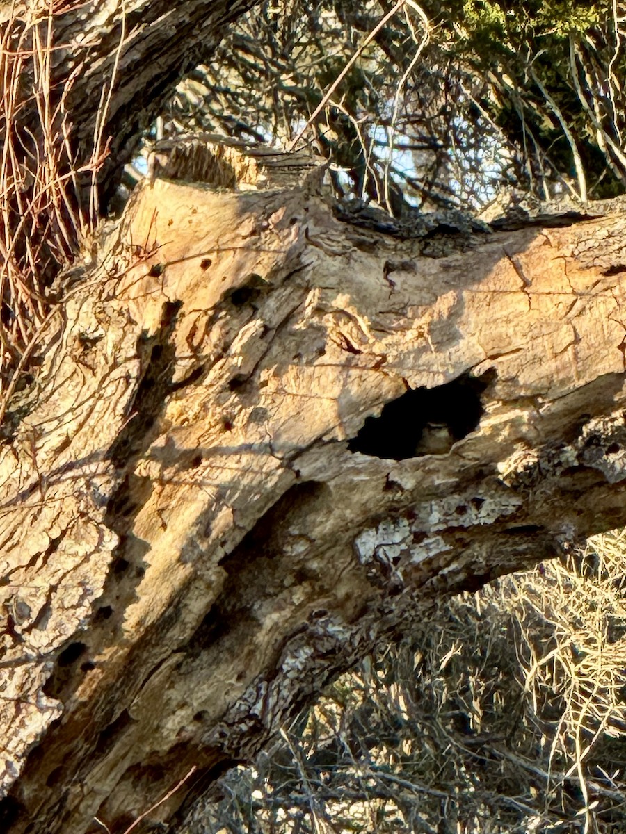 Поплітник каролінський - ML646804914