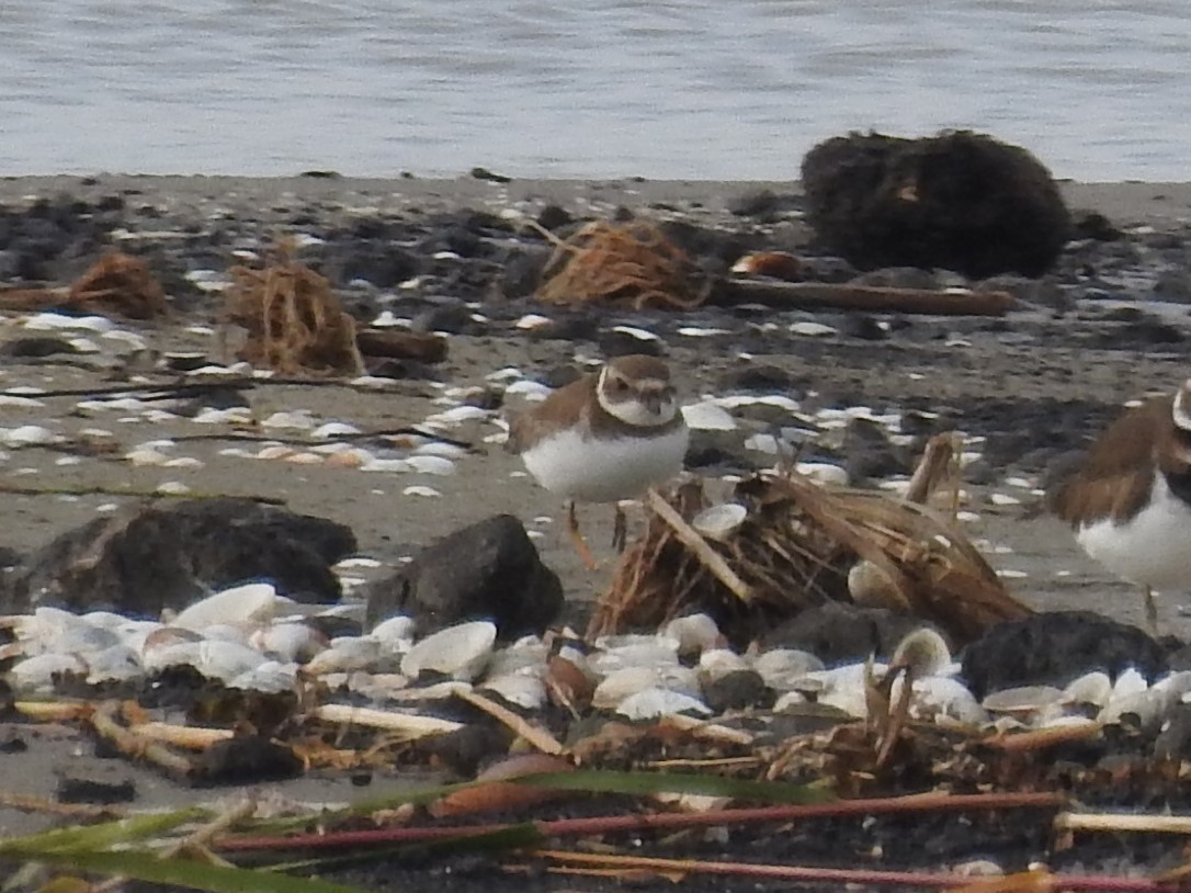 Пісочник канадський - ML646804915