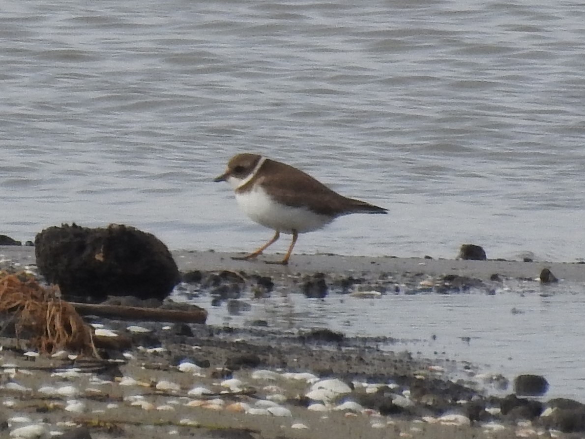 Пісочник канадський - ML646804916