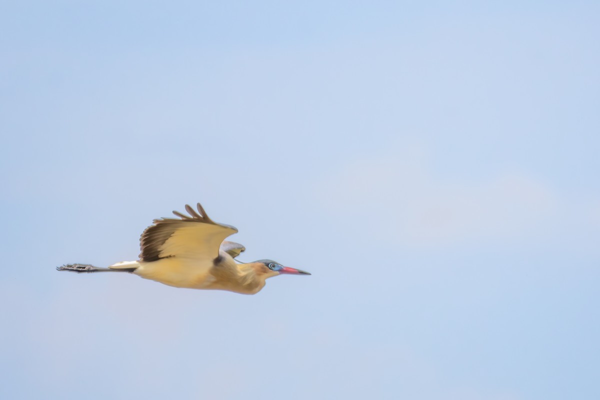 Чапля-свистун - ML646804917