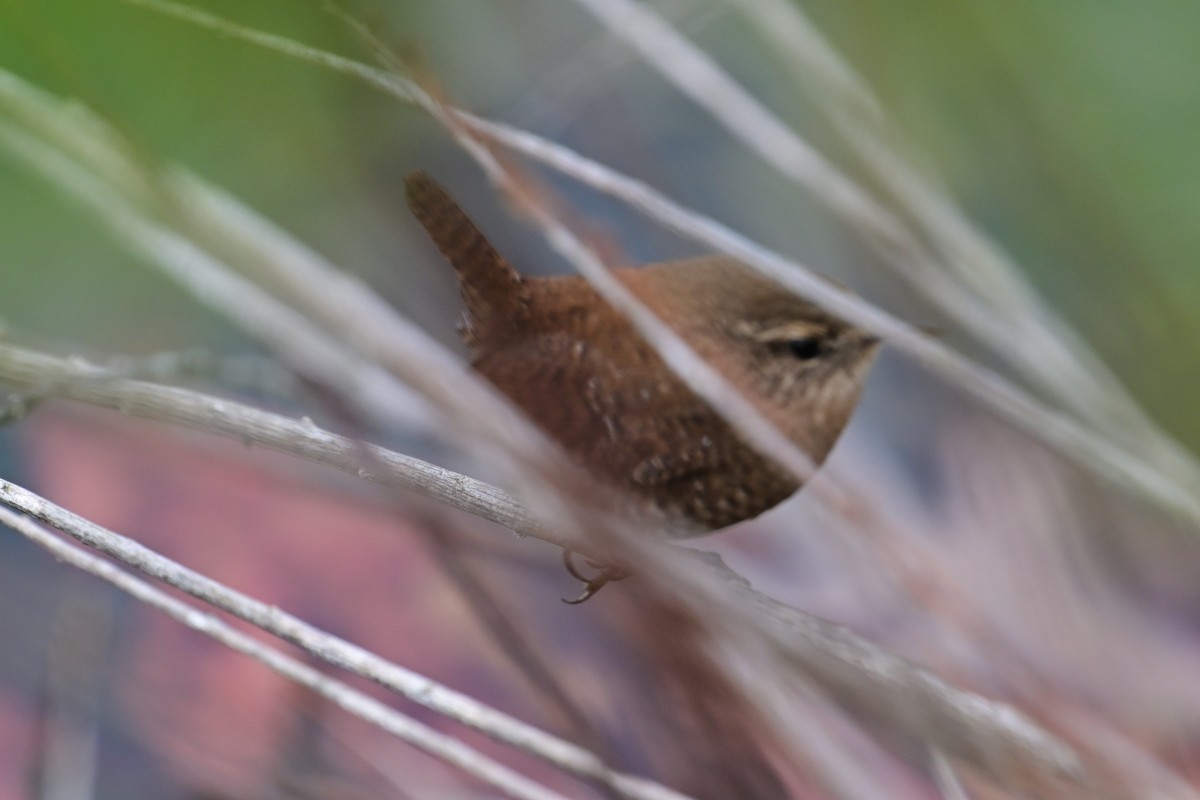 Волоочко канадське - ML646804918