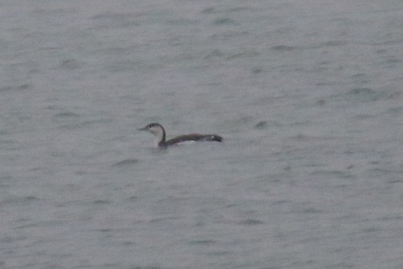 Гагара червоношия - ML646804919