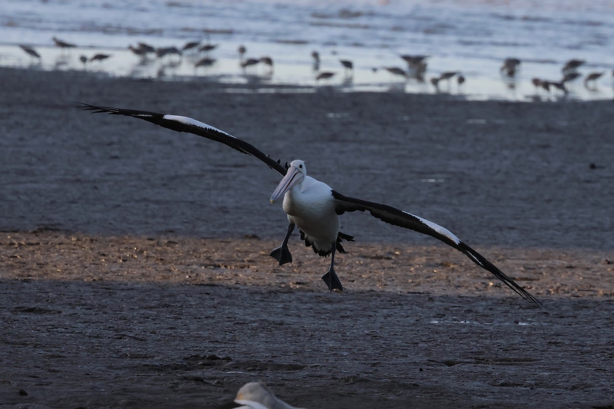 Пелікан австралійський - ML646804920