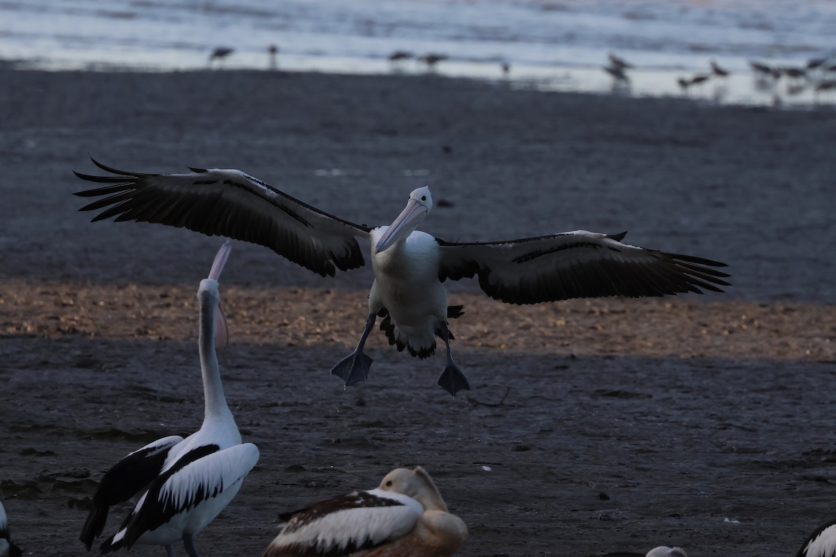 Пелікан австралійський - ML646804921