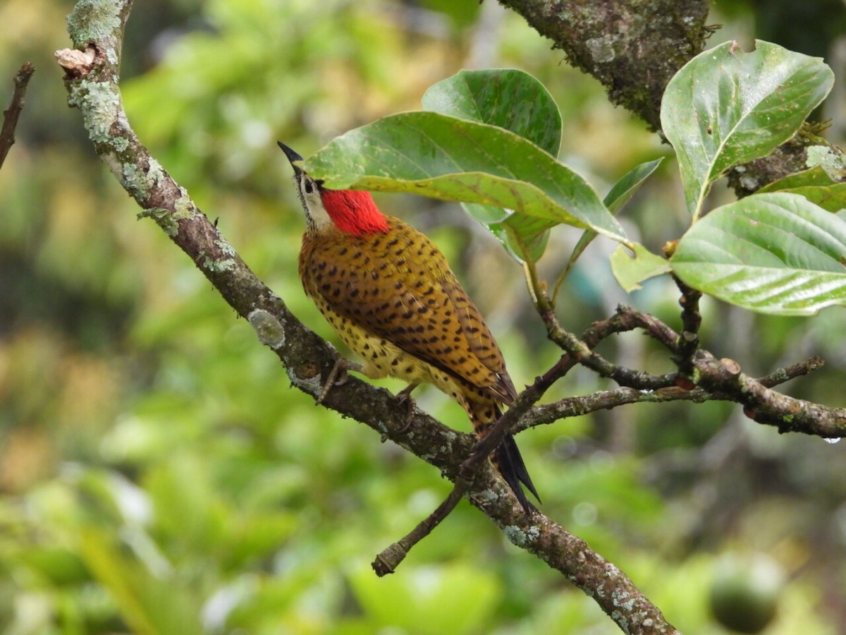 Декол малий - ML646804922