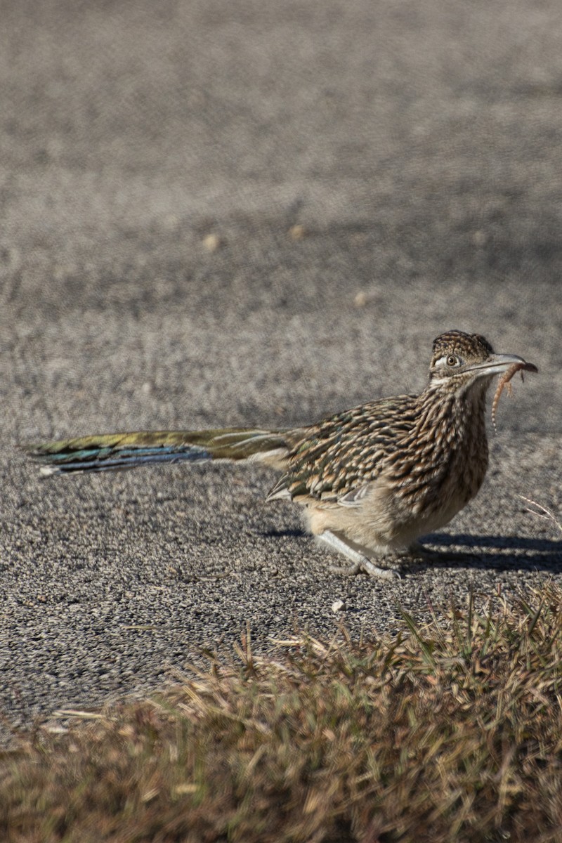Таязура-подорожник каліфорнійська - ML646804923