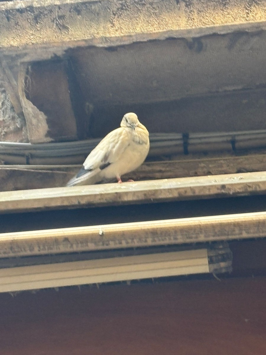 Голуб сизий (міський) - ML646804924