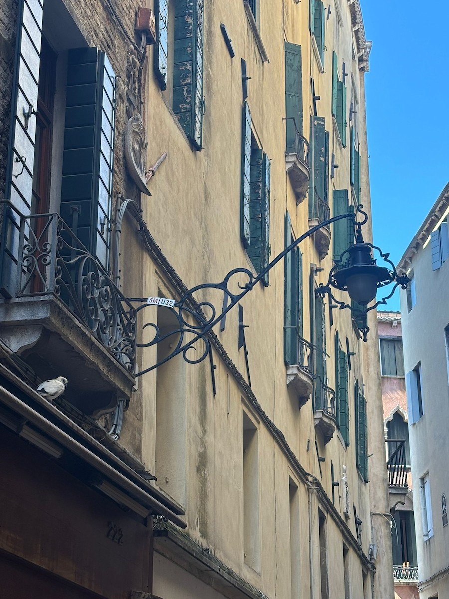 Голуб сизий (міський) - ML646804925