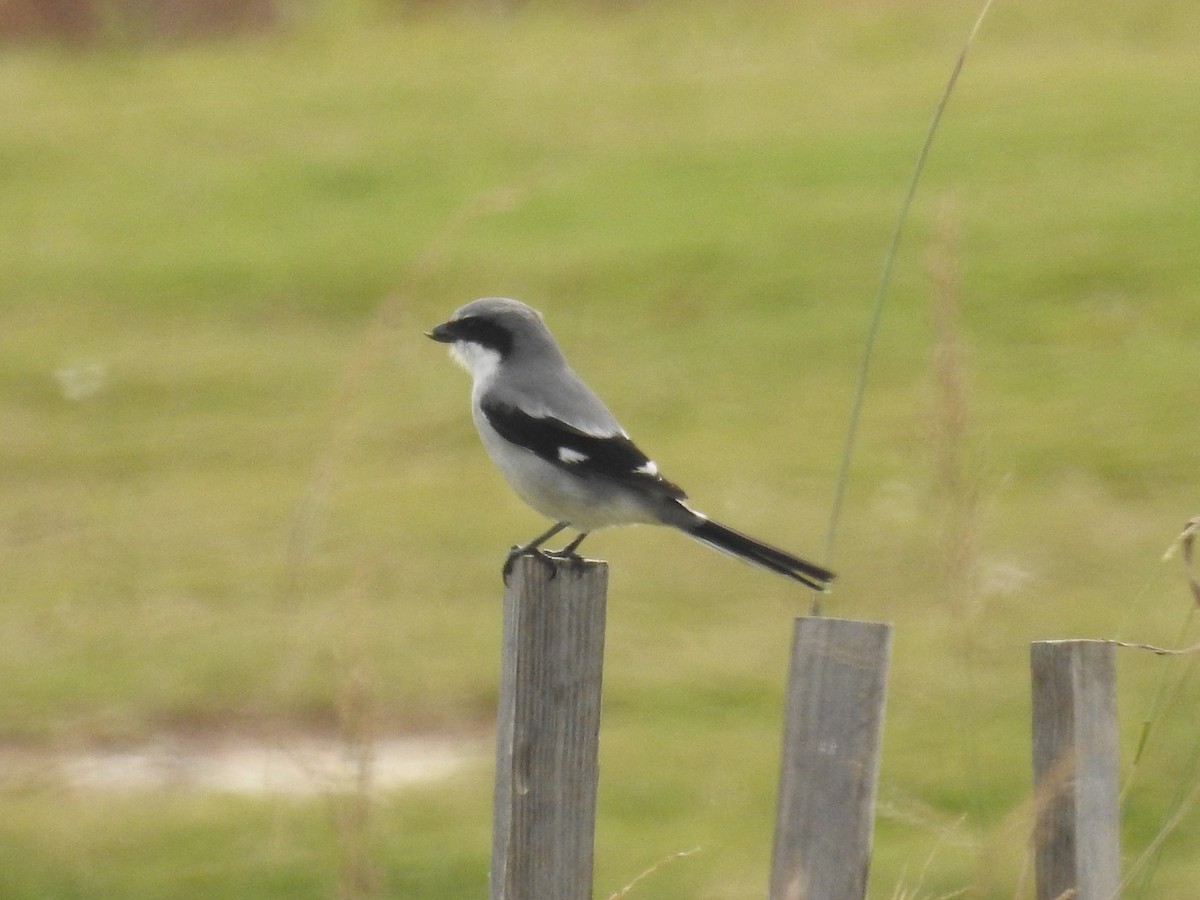 Сорокопуд американський - ML646804927