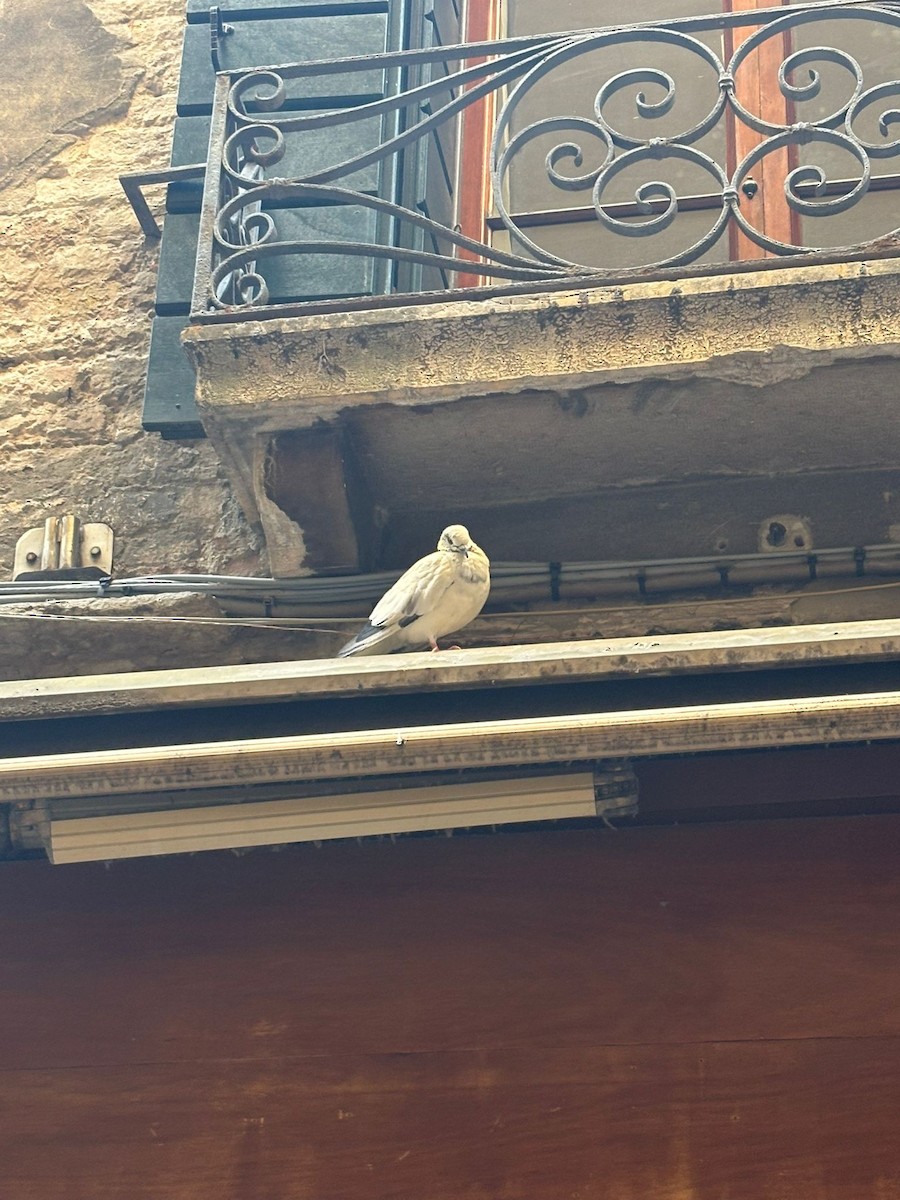 Голуб сизий (міський) - ML646804930