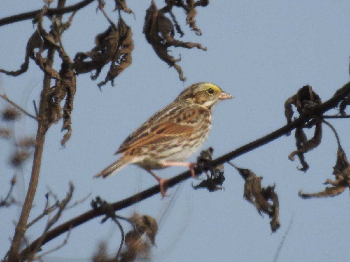 Пасовник савановий - ML646804932