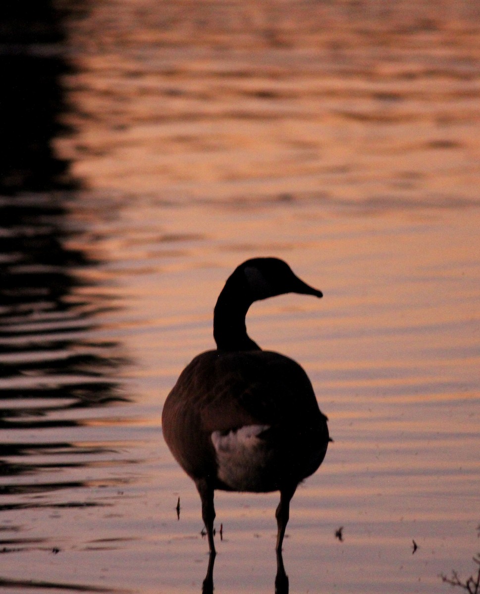 berneška velká - ML646804933