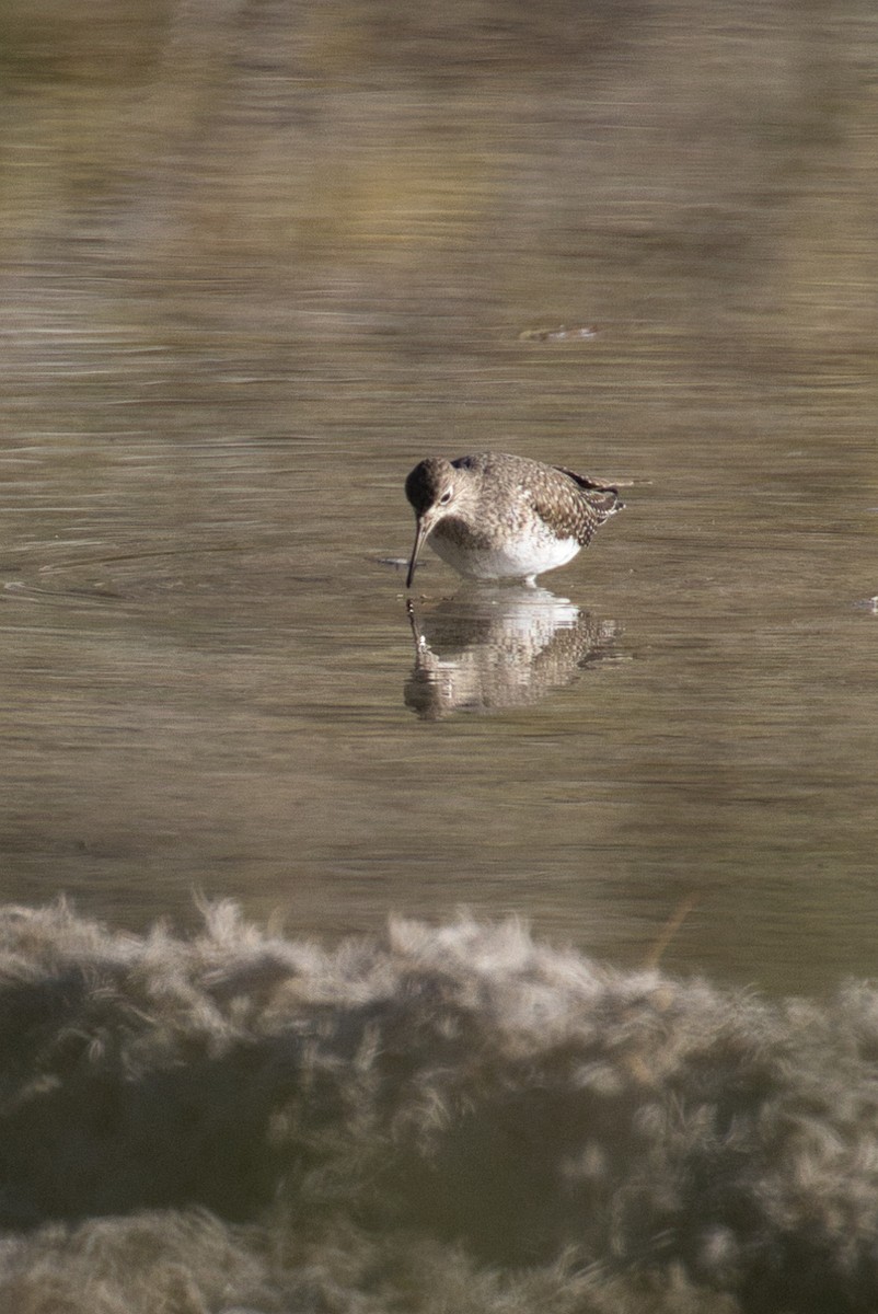 Einsiedelwasserläufer - ML646804934