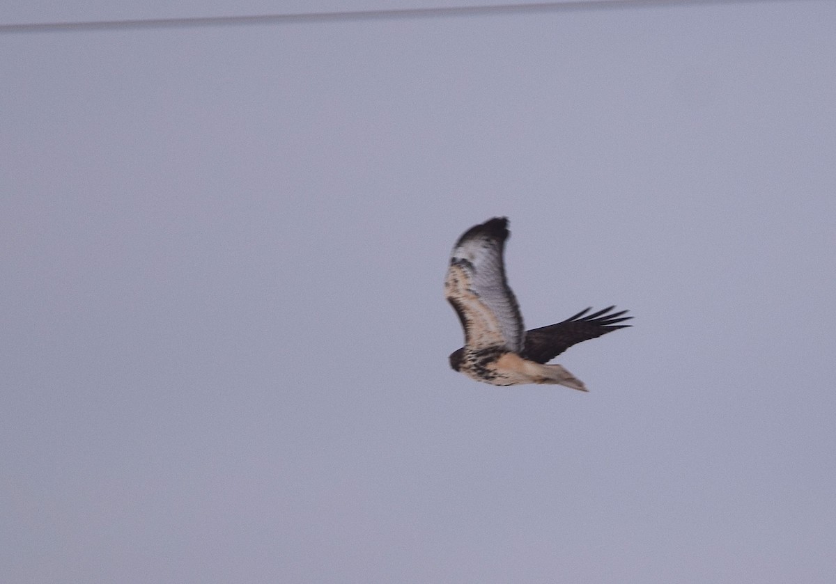 アカオノスリ（abieticola） - ML646804937