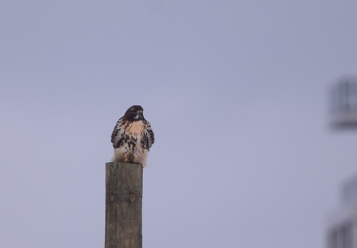 アカオノスリ（abieticola） - ML646804938