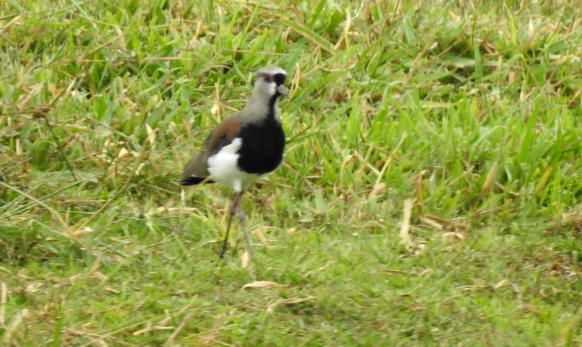 Bronzekiebitz - ML646804939