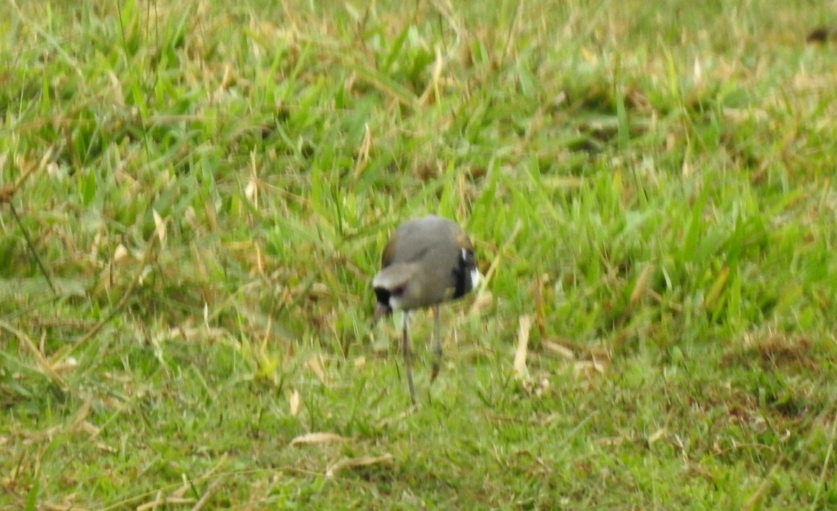 Bronzekiebitz - ML646804941