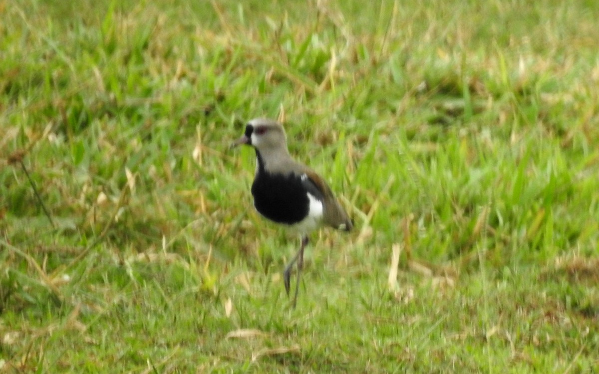 Bronzekiebitz - ML646804942