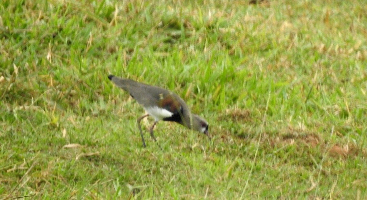 Bronzekiebitz - ML646804943