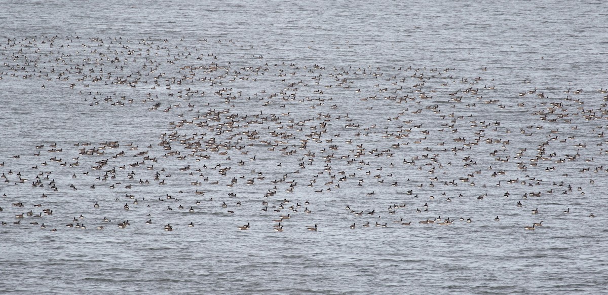 カナダガン - ML646804958