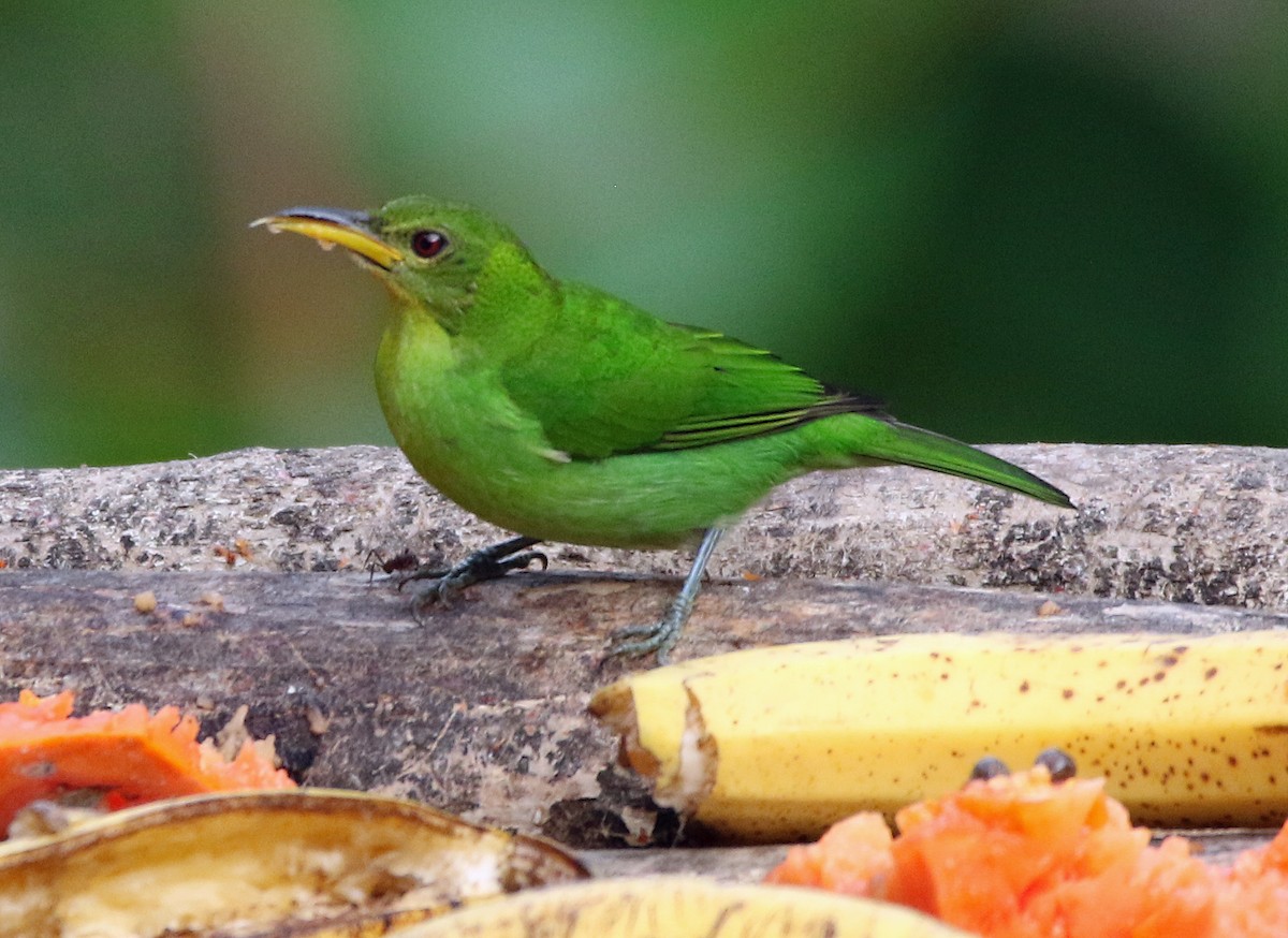 Kappennaschvogel - ML646804959