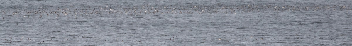 laksand - ML646804960