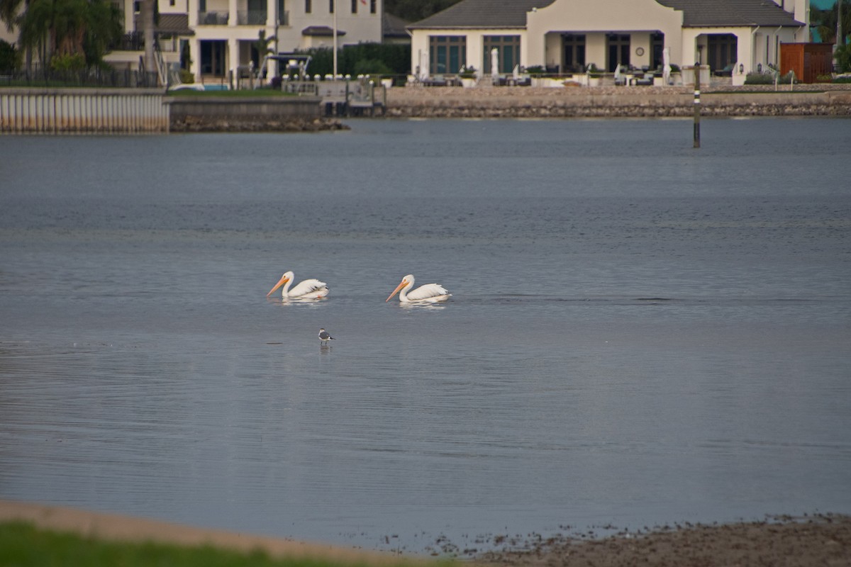 American White Pelican - ML646804961