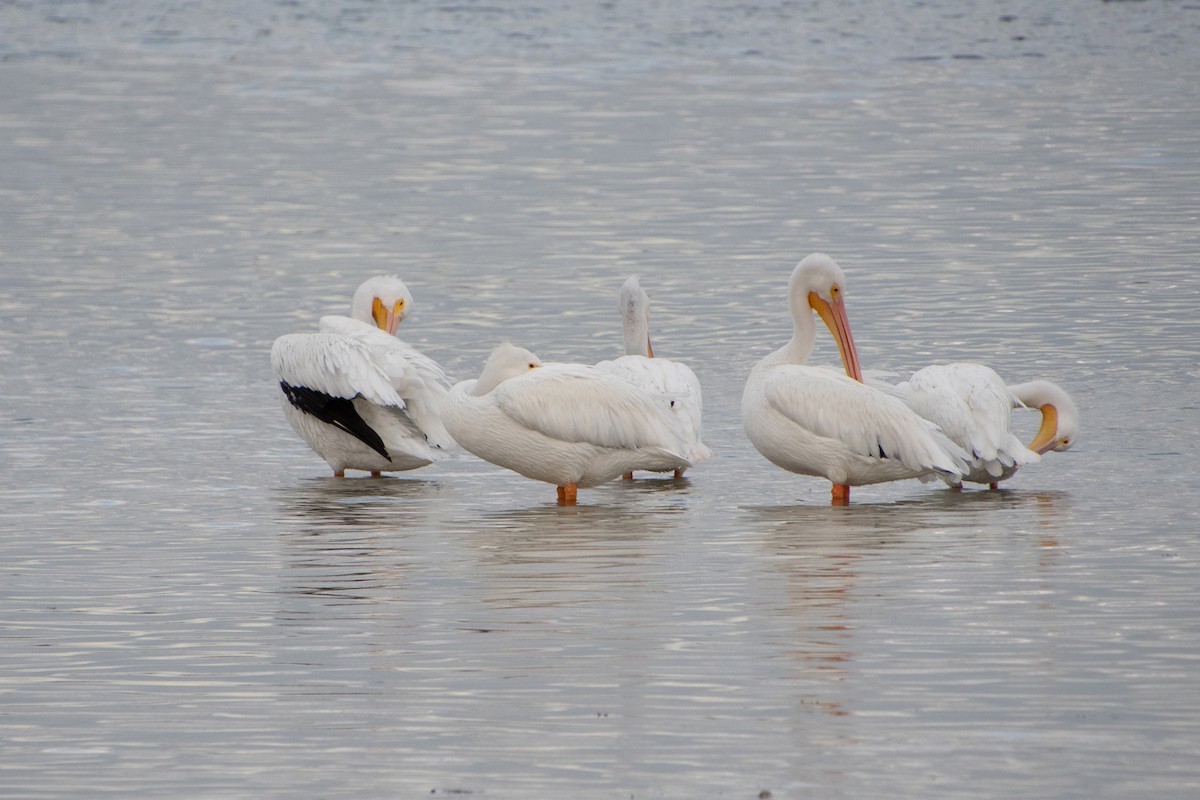 American White Pelican - ML646804962