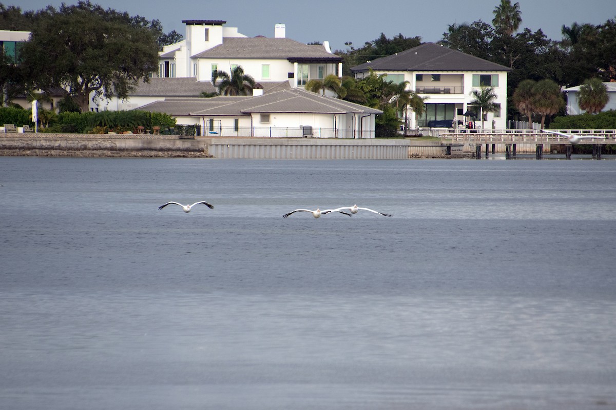 American White Pelican - ML646804963