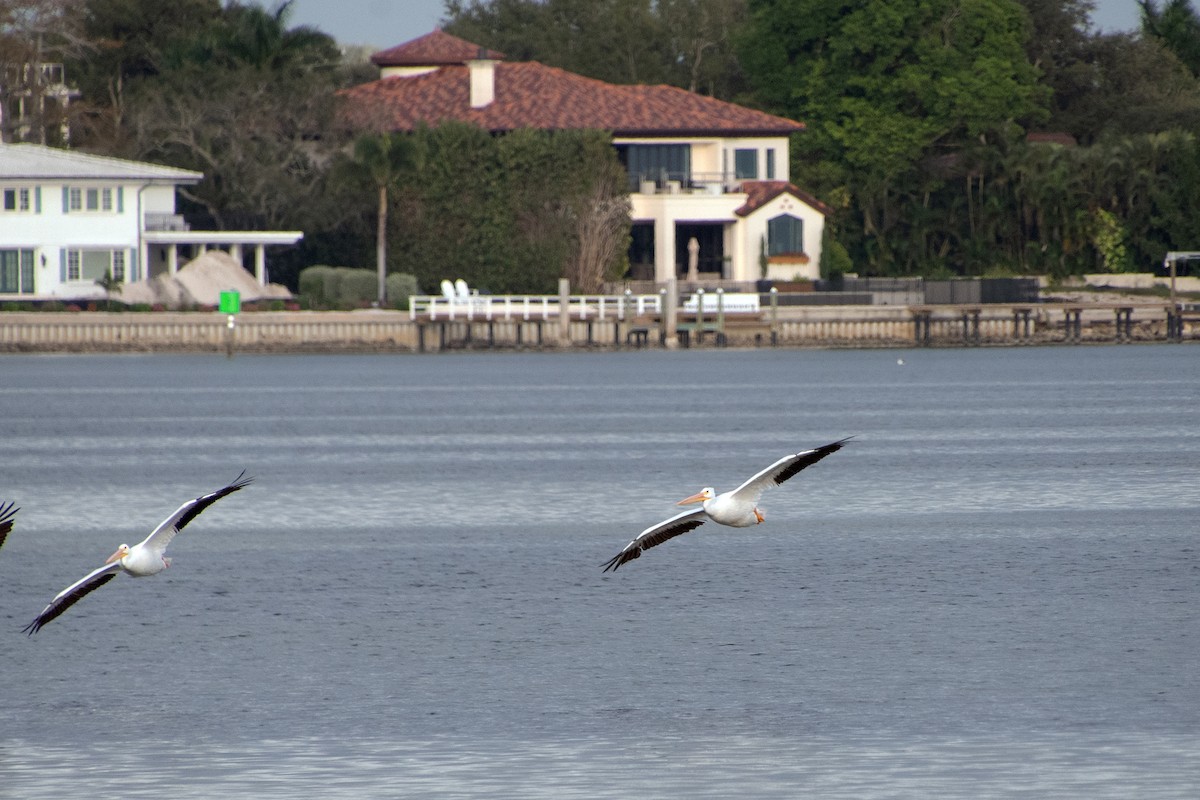 American White Pelican - ML646804964