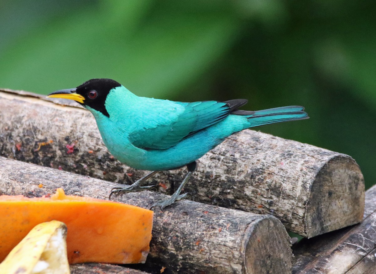 Kappennaschvogel - ML646804966