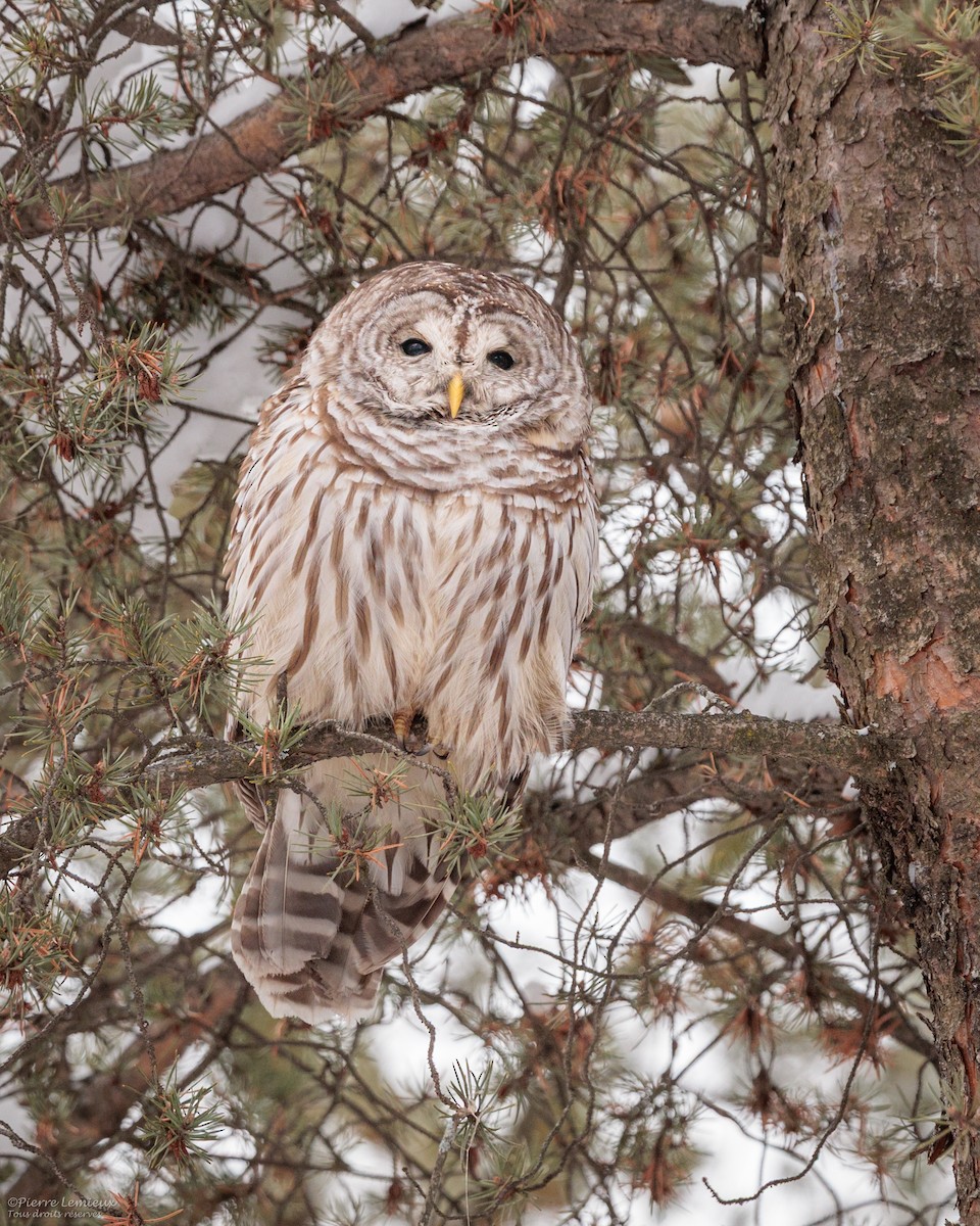 Barred Owl - ML646804967