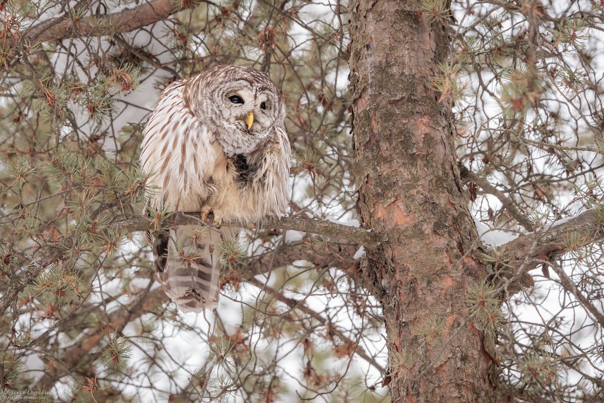 Barred Owl - ML646804969